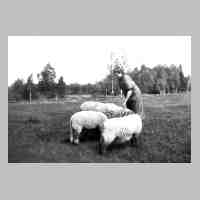 069-0066 Liesbeth Matern mit ihren Schafen.jpg